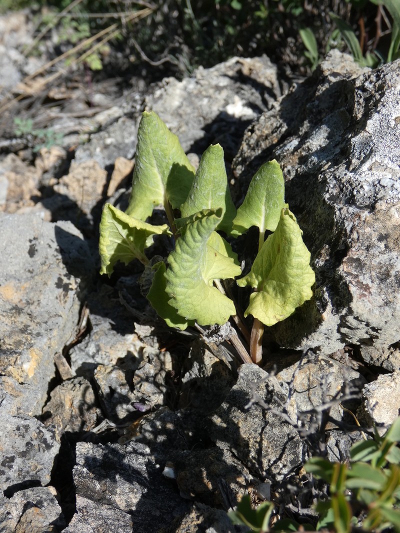 Vickifunkia robusta photo 4