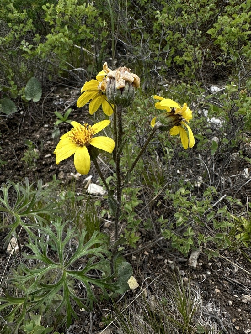 Vickifunkia robusta photo 5