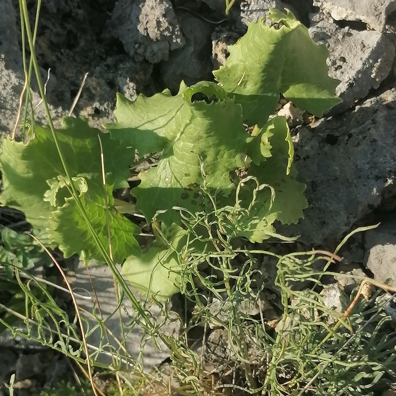 Vickifunkia robusta photo 8