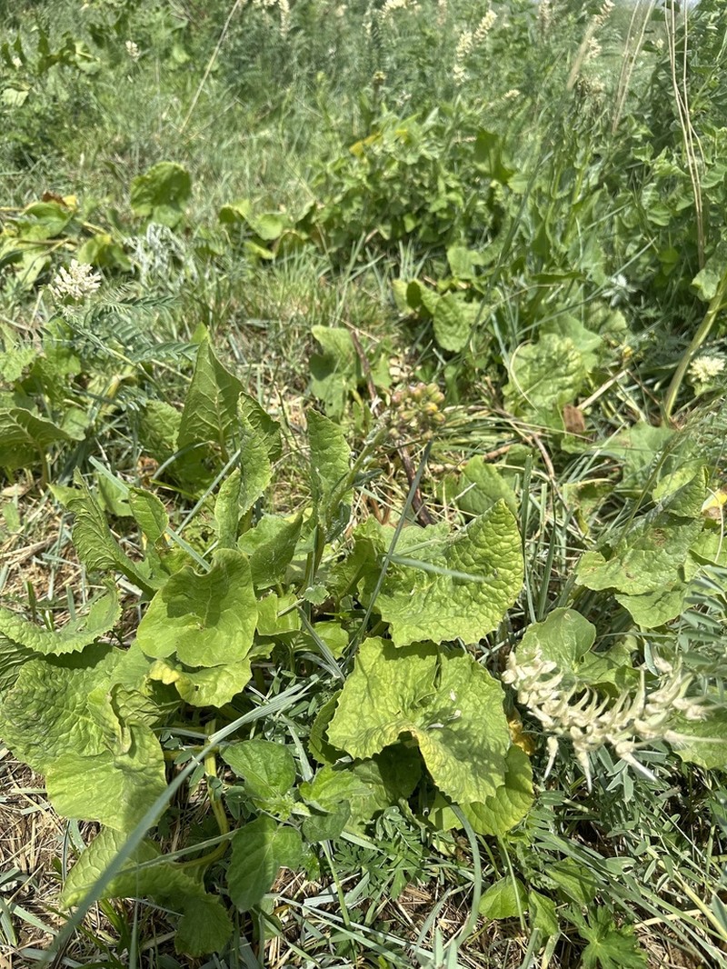 Vickifunkia sibirica