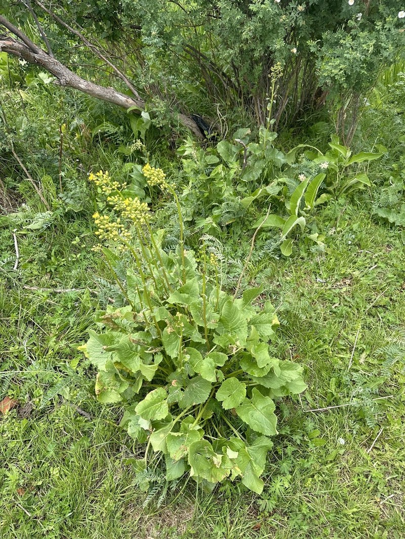 Vickifunkia sibirica photo 3