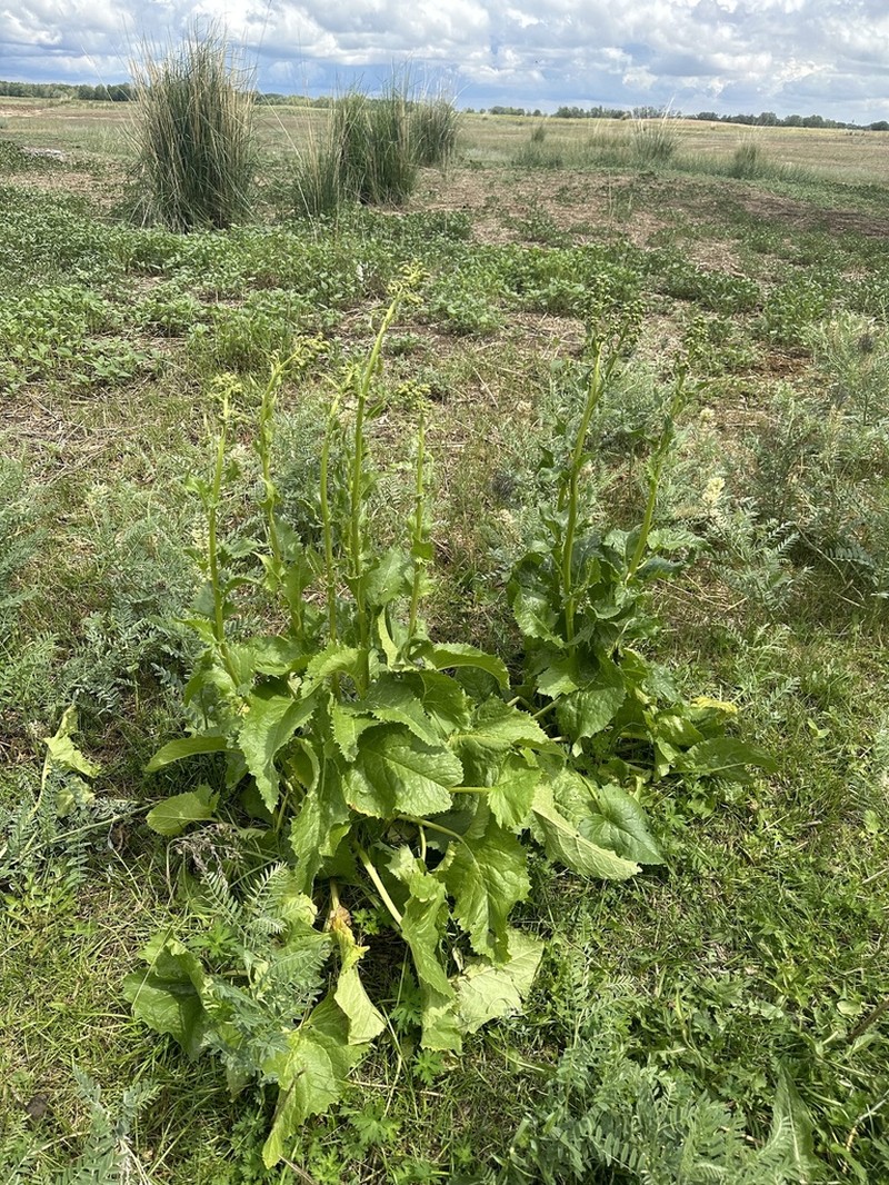 Vickifunkia sibirica photo 4