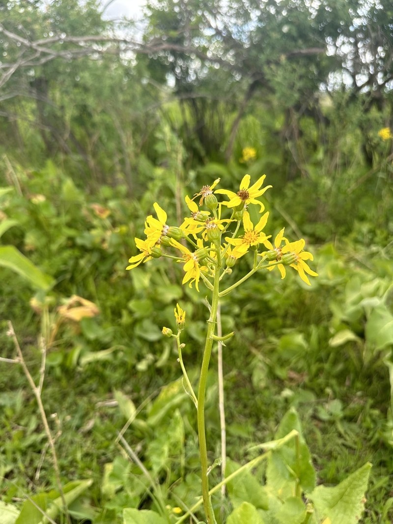 Vickifunkia sibirica photo 5