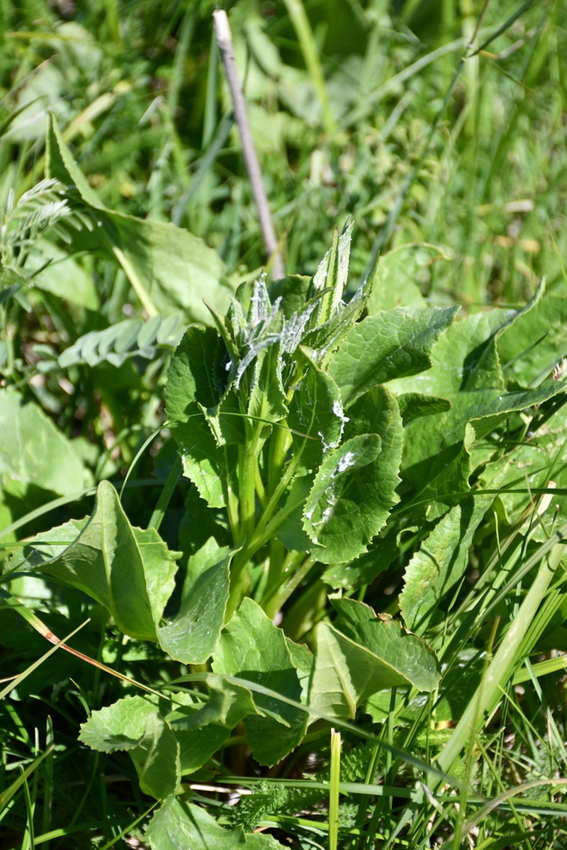 Vickifunkia sibirica photo 7
