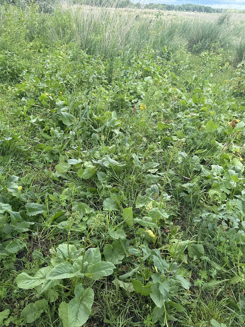 Vickifunkia sibirica photo 8