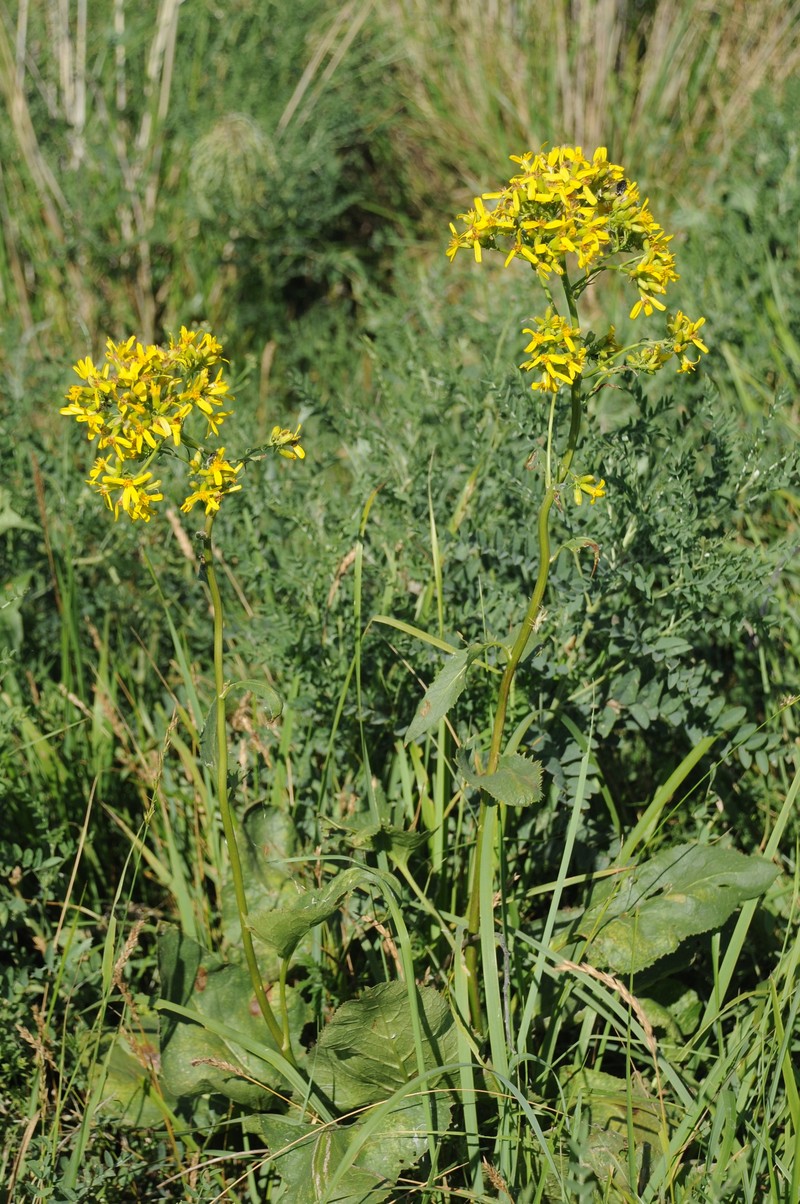 Vickifunkia songarica photo 3