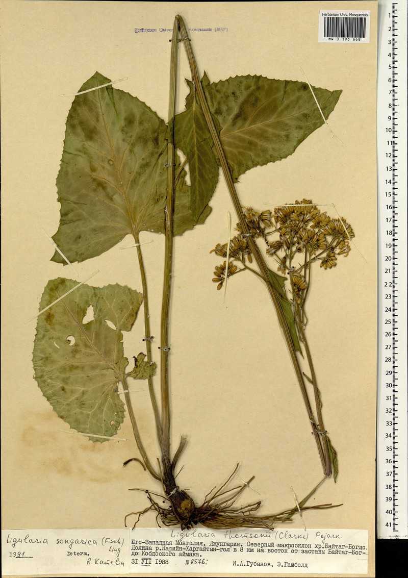 Vickifunkia songarica photo 4