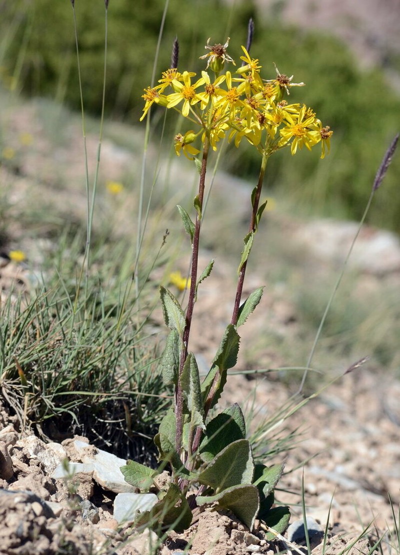 Vickifunkia thomsonii