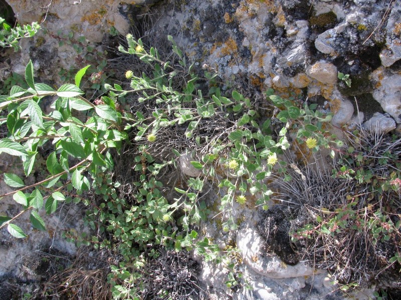 Vicoa albertoregelia