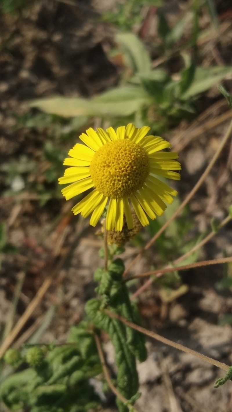 Vicoa cernua photo 2