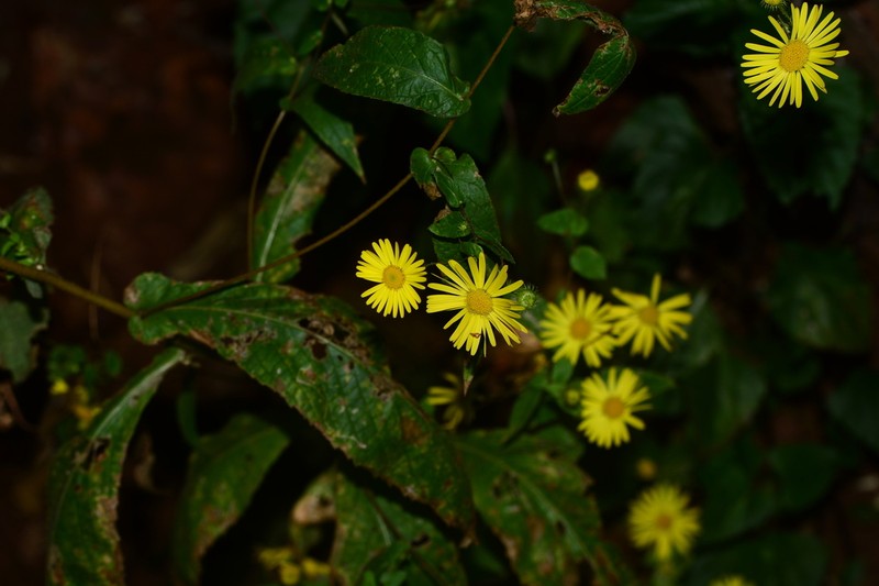 Vicoa cernua photo 6
