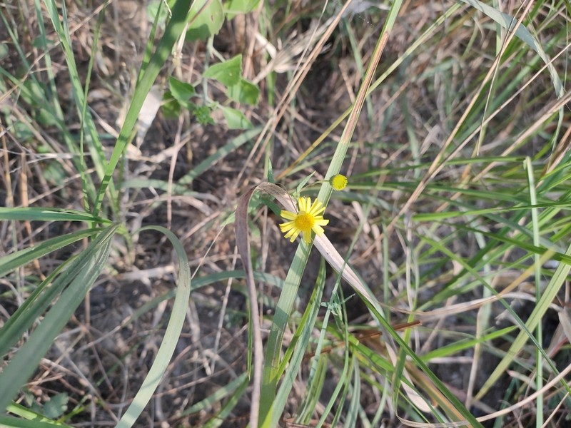 Vicoa indica