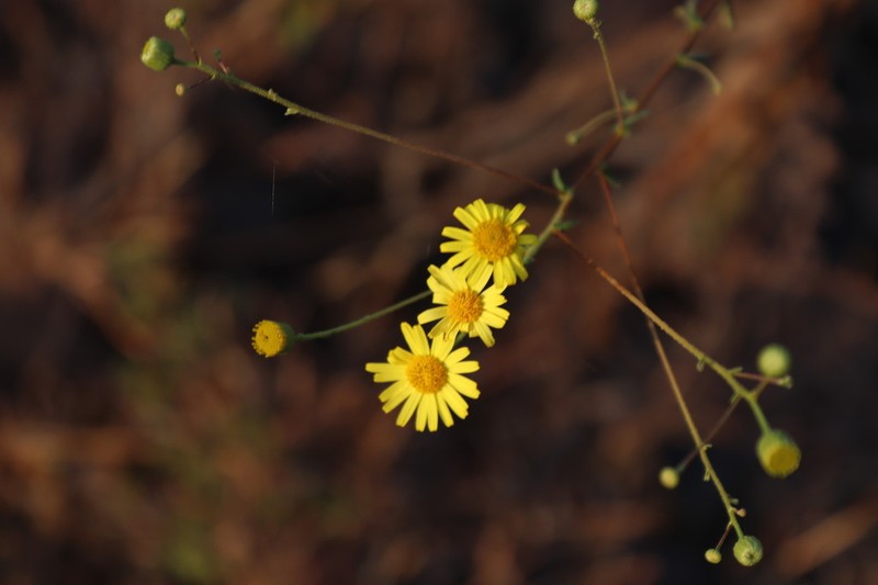 Vicoa indica photo 3