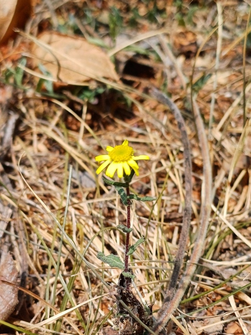 Vicoa indica photo 4