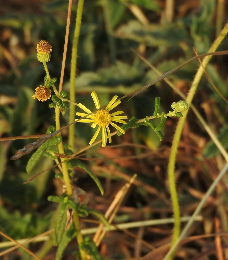 Vicoa indica photo 6