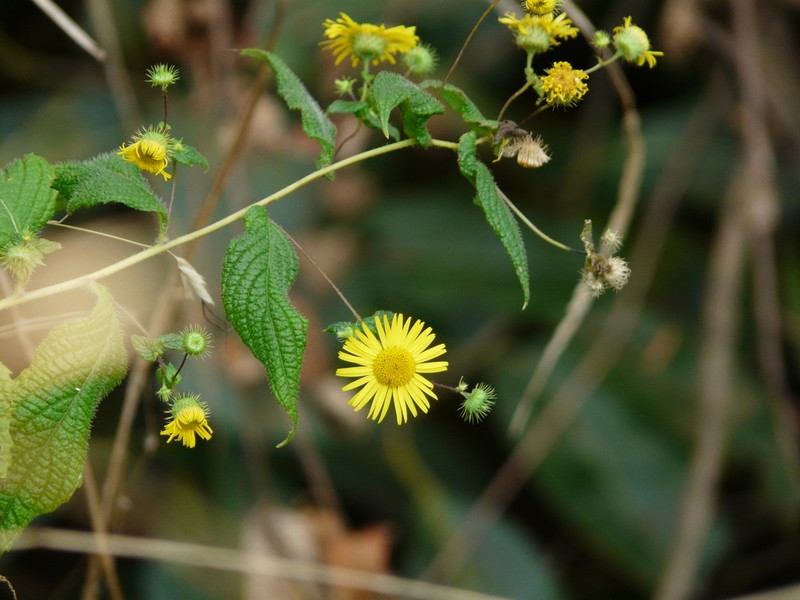Vicoa indica photo 7