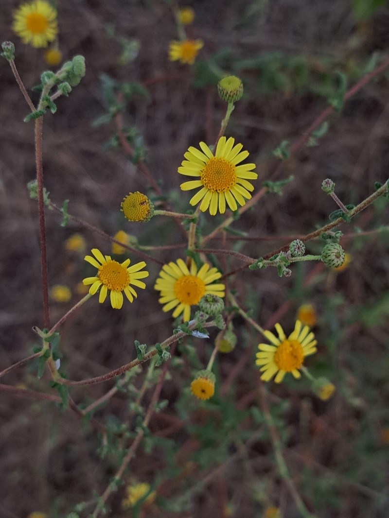 Vicoa indica photo 8