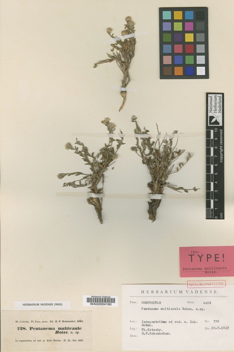 Vicoa multicaulis