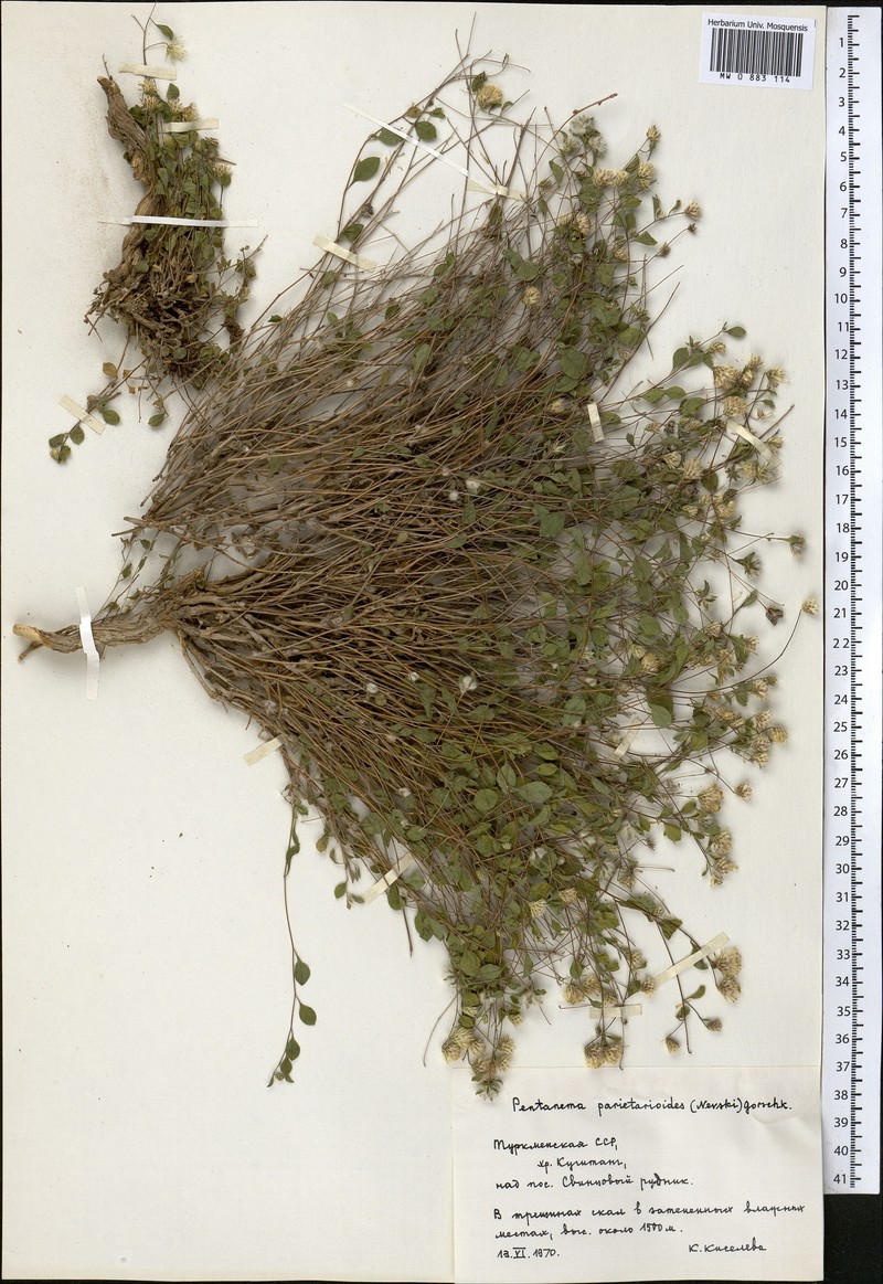Vicoa parietarioides