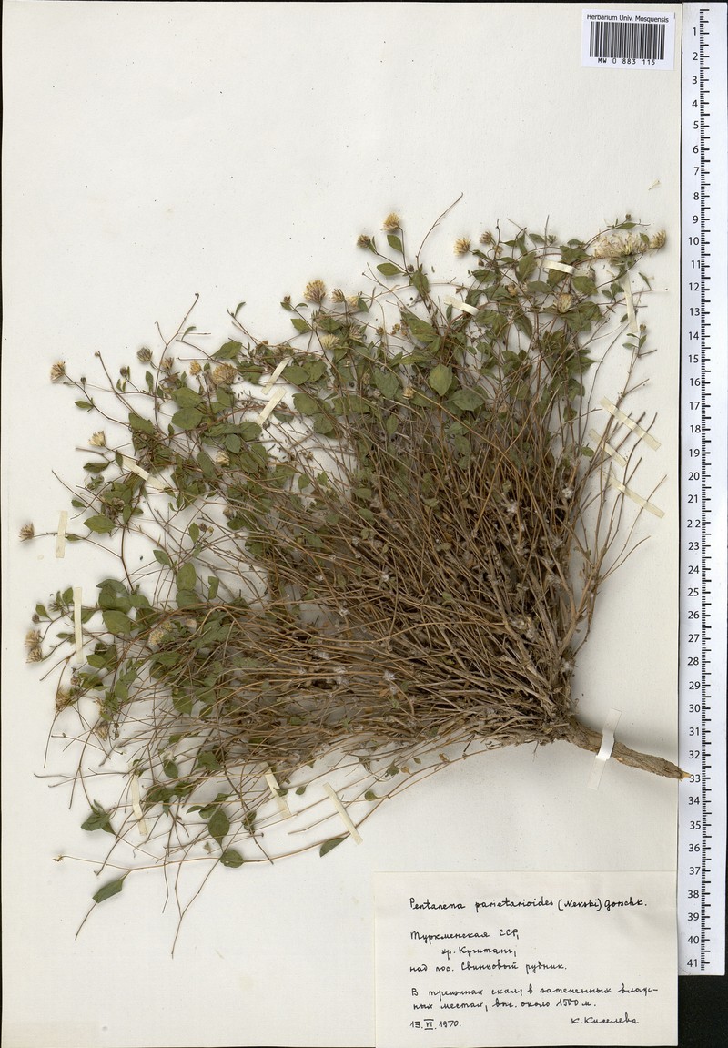 Vicoa parietarioides photo 2