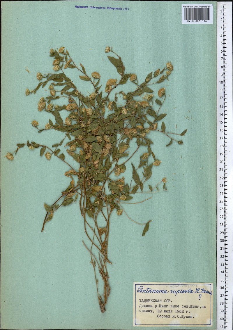 Vicoa rupicola