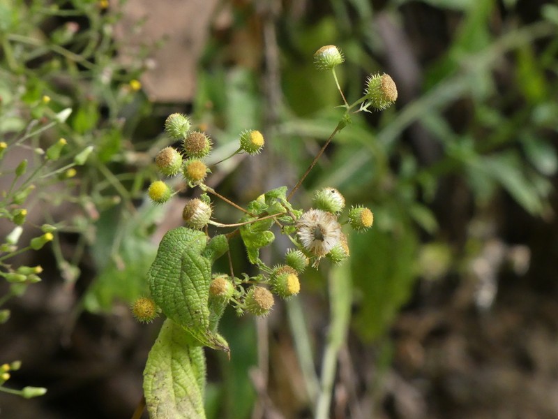 Vicoa sahyadrica
