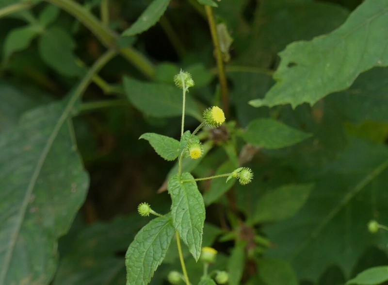 Vicoa sahyadrica photo 2