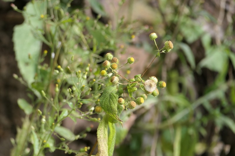 Vicoa sahyadrica photo 3