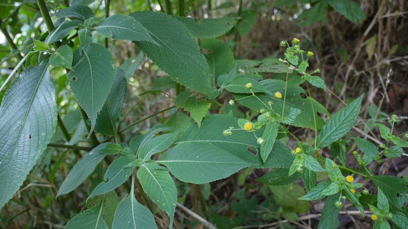 Vicoa sahyadrica photo 4