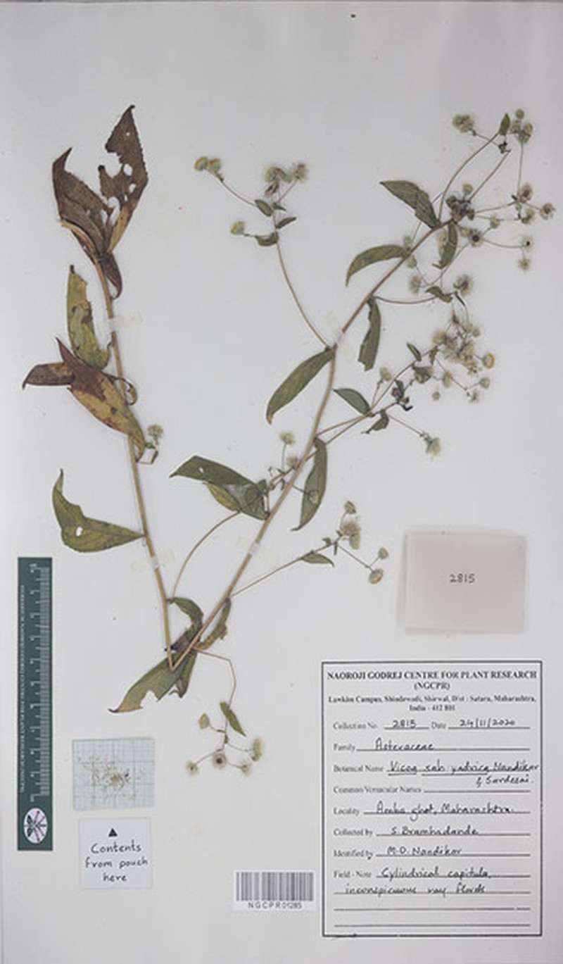 Vicoa sahyadrica photo 8
