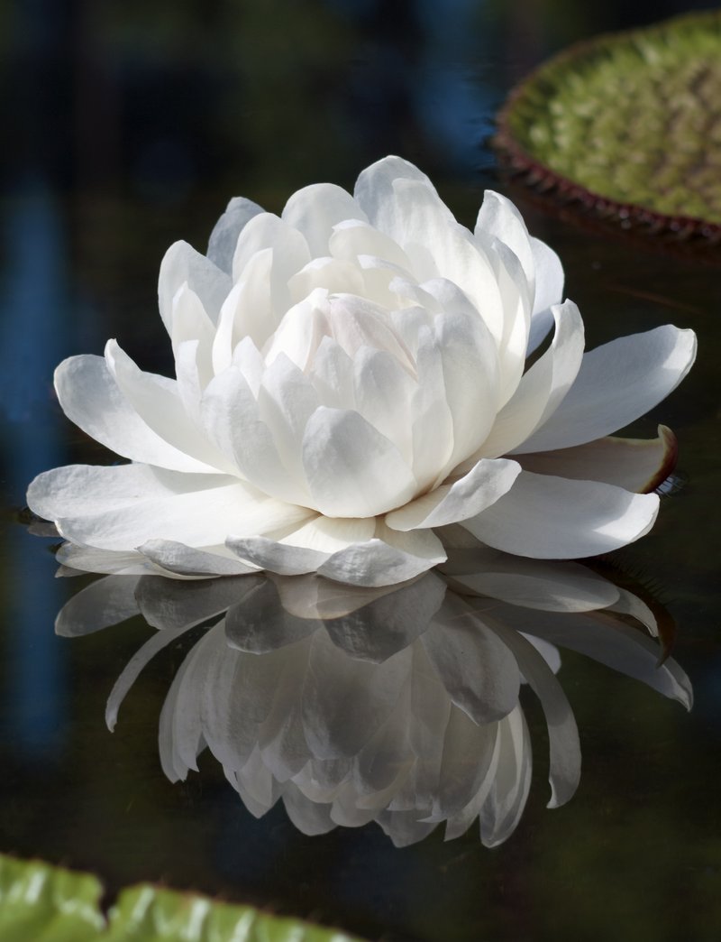 Amazon Water-Lily