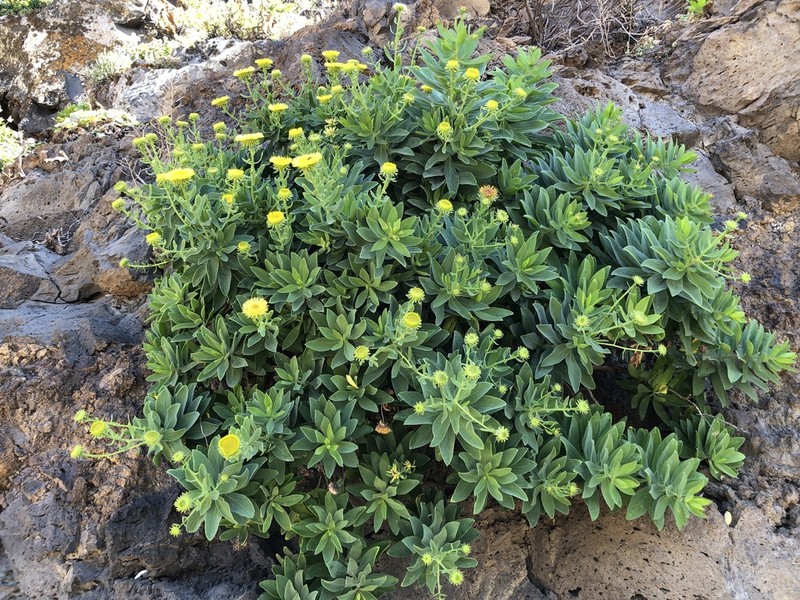 Vieraea laevigata photo 2