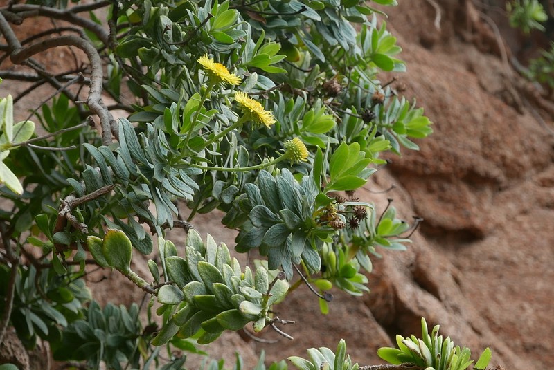 Vieraea laevigata photo 3