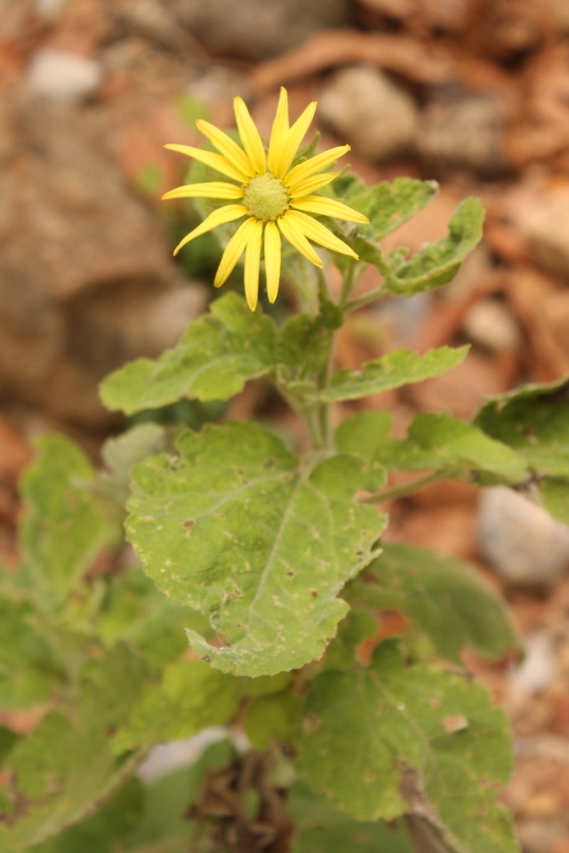Vigethia mexicana photo 3