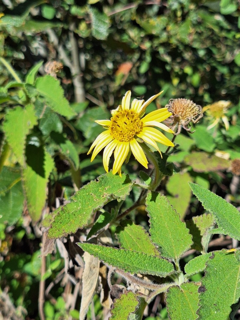 Vigethia mexicana photo 5