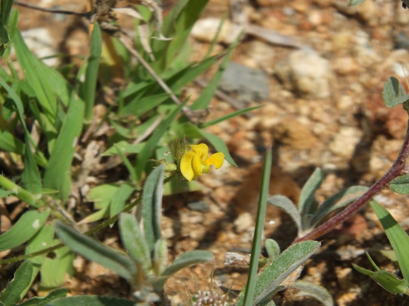 Moth Bean photo 2