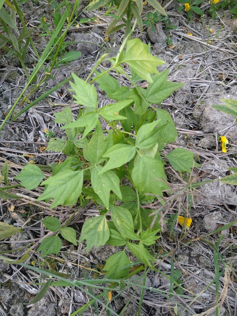 Moth Bean photo 5
