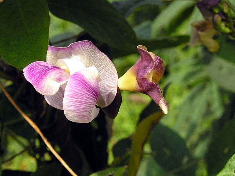 Wild Pea photo 2