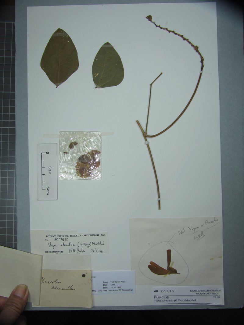 Wild Pea photo 4