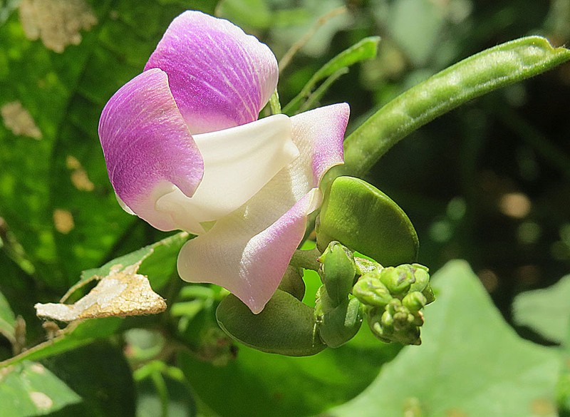Wild Pea photo 3
