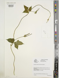 Vigna ambacensis