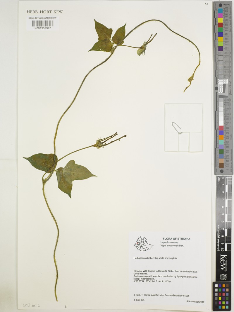 Vigna ambacensis