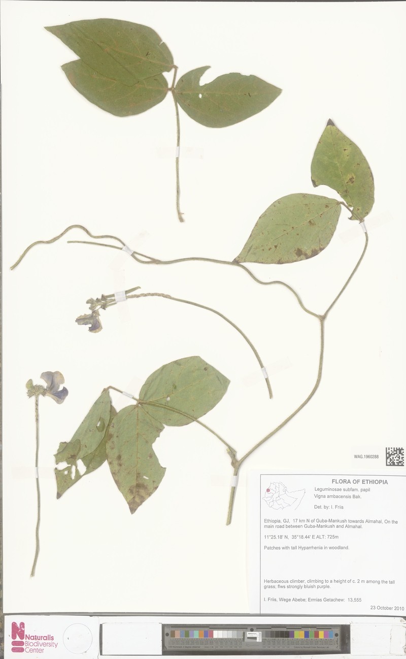 Vigna ambacensis photo 2