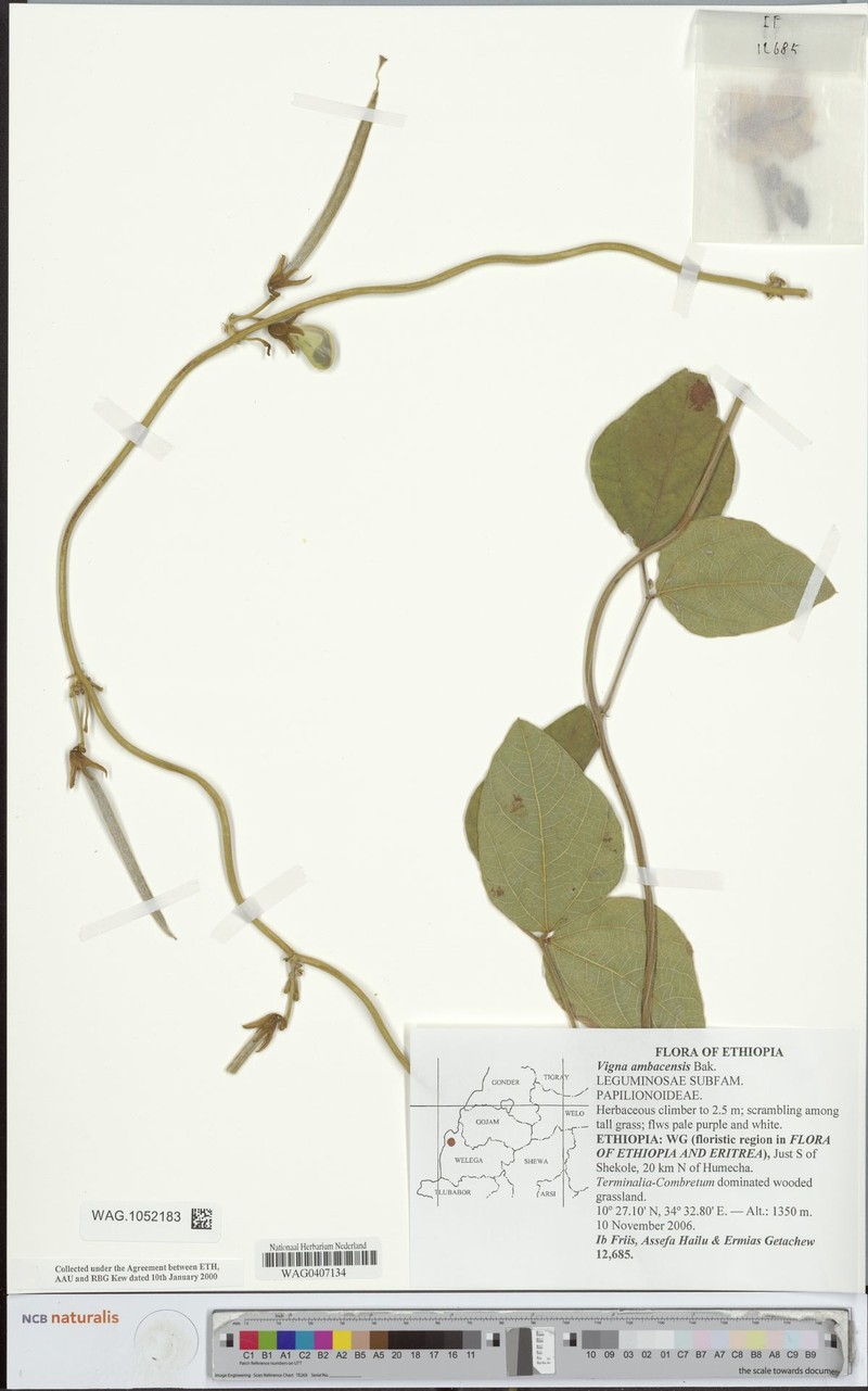 Vigna ambacensis photo 3