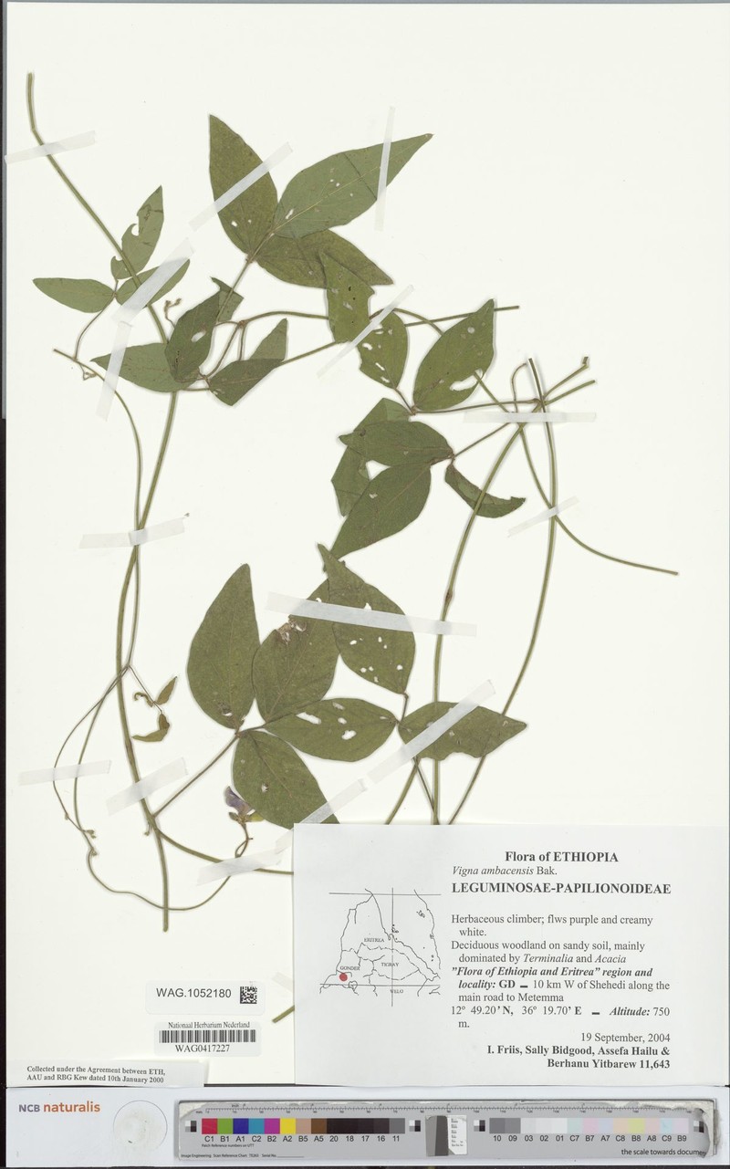 Vigna ambacensis photo 4
