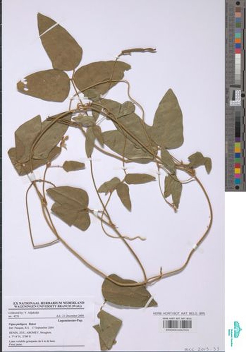 Vigna ambacensis photo 5