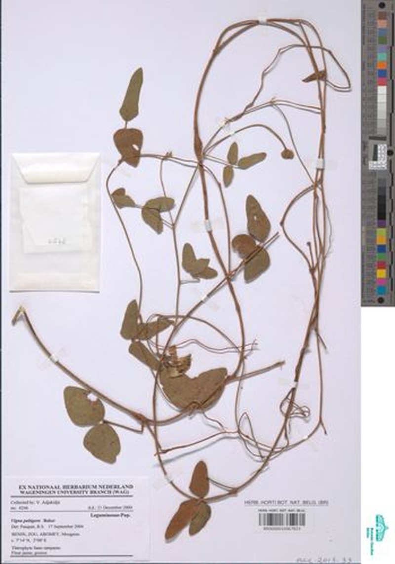 Vigna ambacensis photo 6