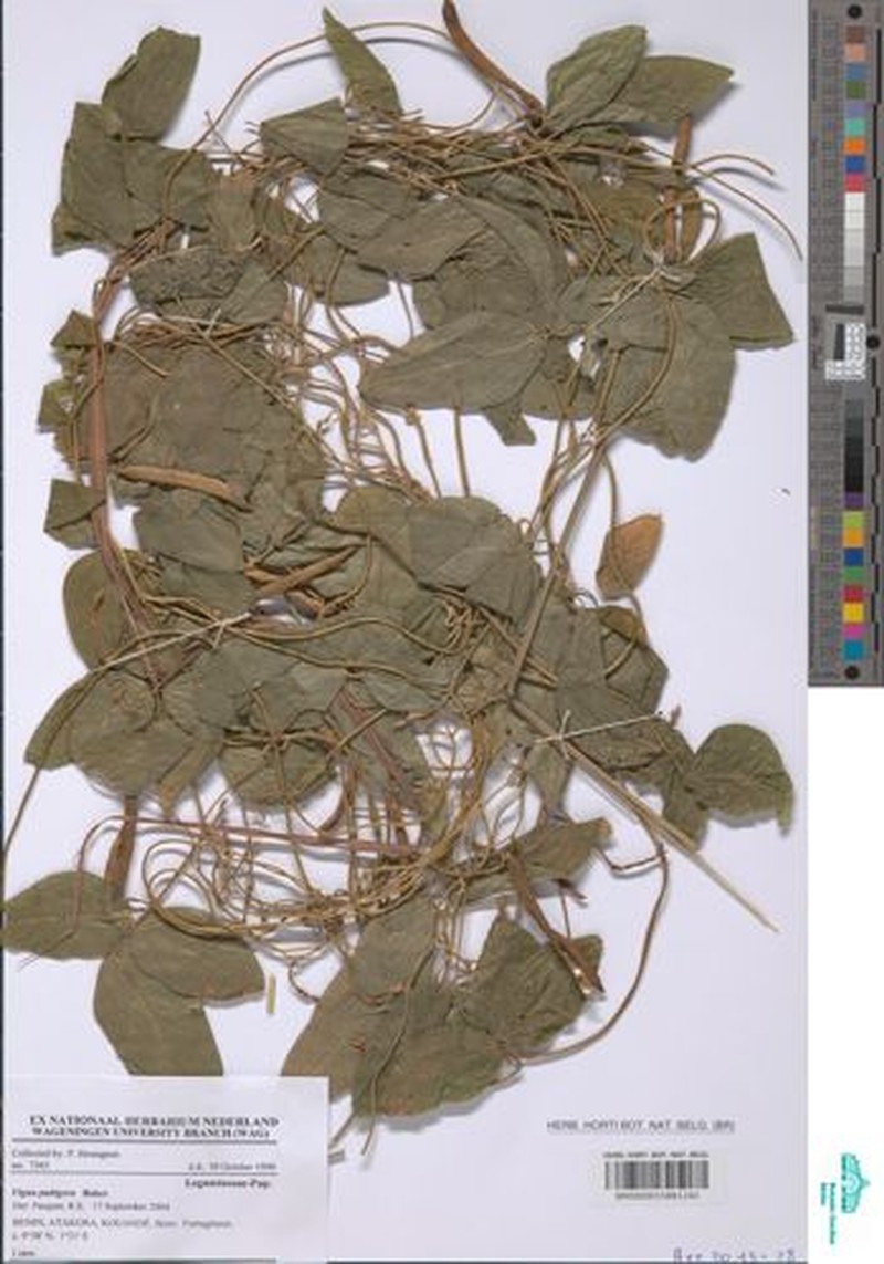 Vigna ambacensis photo 7