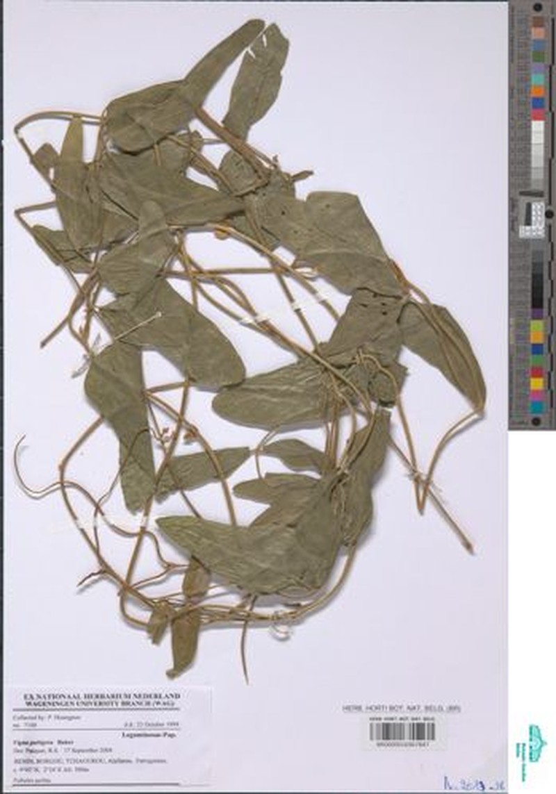 Vigna ambacensis photo 8