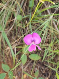 Vigna angivensis